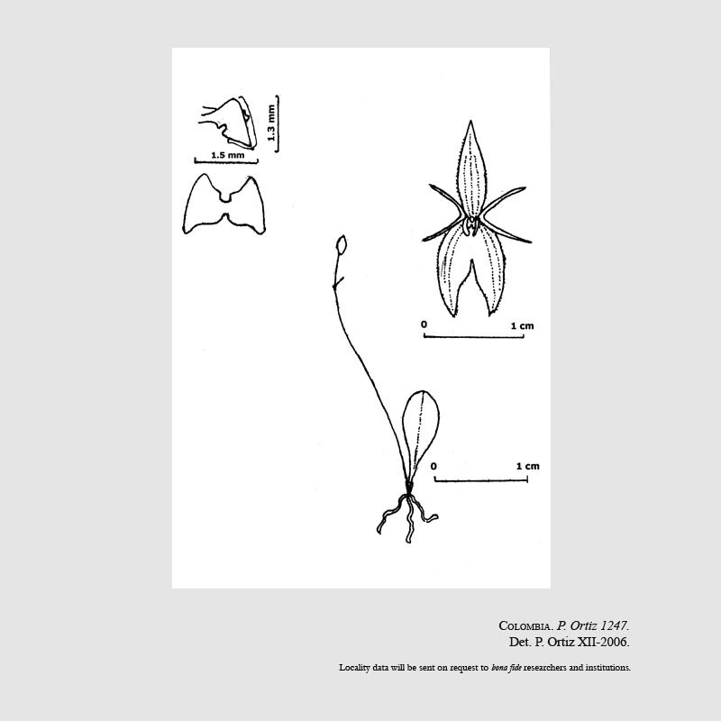 Lepanthes alvarezii